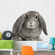 French Lop Rabbit Sitting Wall Decal