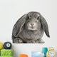 French Lop Rabbit Sitting Wall Decal