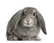 French Lop Rabbit Sitting Wall Decal