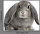 French Lop Rabbit Sitting Wall Decal