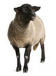 Female Suffolk Sheep Ovis Wall Decal