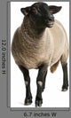 Female Suffolk Sheep Ovis Wall Decal