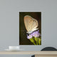 Beautiful Butterfly With Flower Wall Decal
