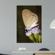 Beautiful Butterfly With Flower Wall Decal
