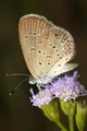 Beautiful Butterfly With Flower Wall Decal