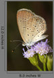 Beautiful Butterfly With Flower Wall Decal