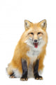 Red Fox Sitting Wall Decal