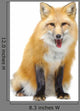 Red Fox Sitting Wall Decal