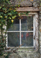 Old Cottage Window With Vines Wall Decal