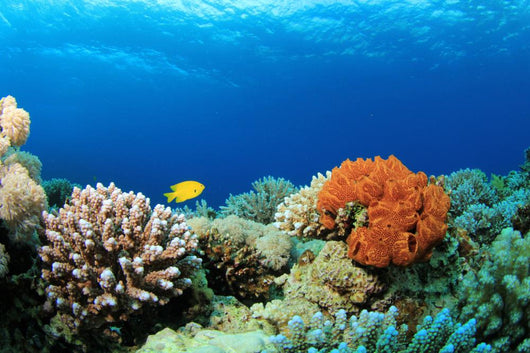 Colorful Corals Red Sea Wall Decal