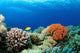 Colorful Corals Red Sea Wall Decal