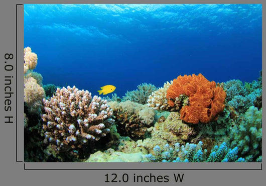Colorful Corals Red Sea Wall Decal