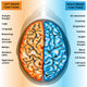 Human Brain Left And Right Hemispheres Wall Decal