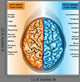 Human Brain Left And Right Hemispheres Wall Decal