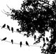 Vector Tree And Birds Wall Decal