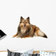 Beautiful Furry Sheltie Wall Decal