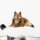 Beautiful Furry Sheltie Wall Decal