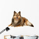 Beautiful Furry Sheltie Wall Decal