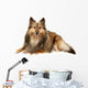 Beautiful Furry Sheltie Wall Decal