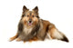 Beautiful Furry Sheltie Wall Decal