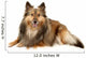 Beautiful Furry Sheltie Wall Decal