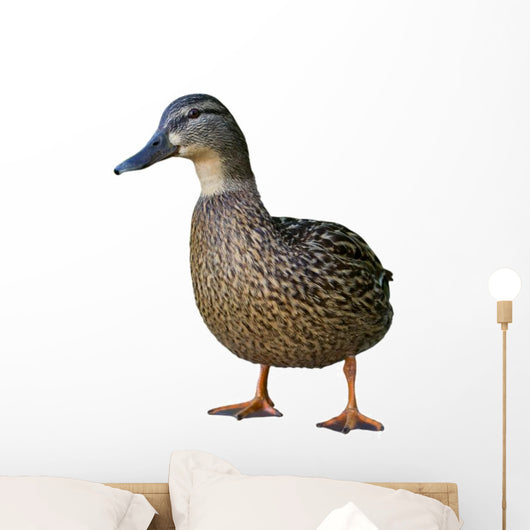 Wild Duck Female White Wall Decal