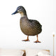 Wild Duck Female White Wall Decal