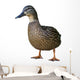Wild Duck Female White Wall Decal