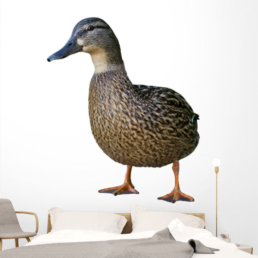 Wild Duck Female White Wall Decal