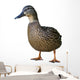 Wild Duck Female White Wall Decal