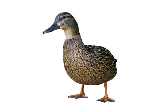 Wild Duck Female White Wall Decal