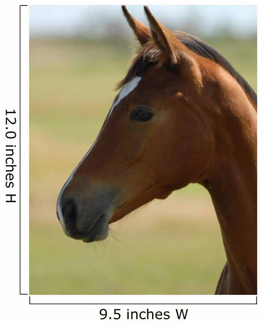 Foal Head Meadow Wall Decal