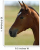 Foal Head Meadow Wall Decal