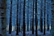 Icy Forest Wall Decal