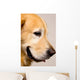Golden Retriever Right Profile Close-Up Wall Decal