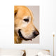 Golden Retriever Right Profile Close-Up Wall Decal