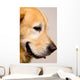 Golden Retriever Right Profile Close-Up Wall Decal
