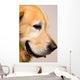 Golden Retriever Right Profile Close-Up Wall Decal