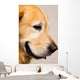 Golden Retriever Right Profile Close-Up Wall Decal