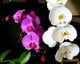 Orchides Parme Et Blanche Wall Decal
