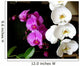 Orchides Parme Et Blanche Wall Decal
