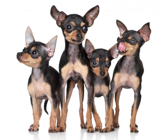 Russian Toy-Terriers Dogs Group Wall Decal