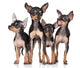 Russian Toy-Terriers Dogs Group Wall Decal