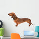 Dachshund Dog Over White Wall Decal