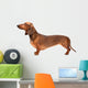 Dachshund Dog Over White Wall Decal