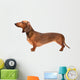 Dachshund Dog Over White Wall Decal