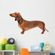 Dachshund Dog Over White Wall Decal