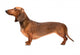 Dachshund Dog Over White Wall Decal