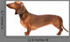 Dachshund Dog Over White Wall Decal