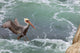 Pelican Landing Wall Decal